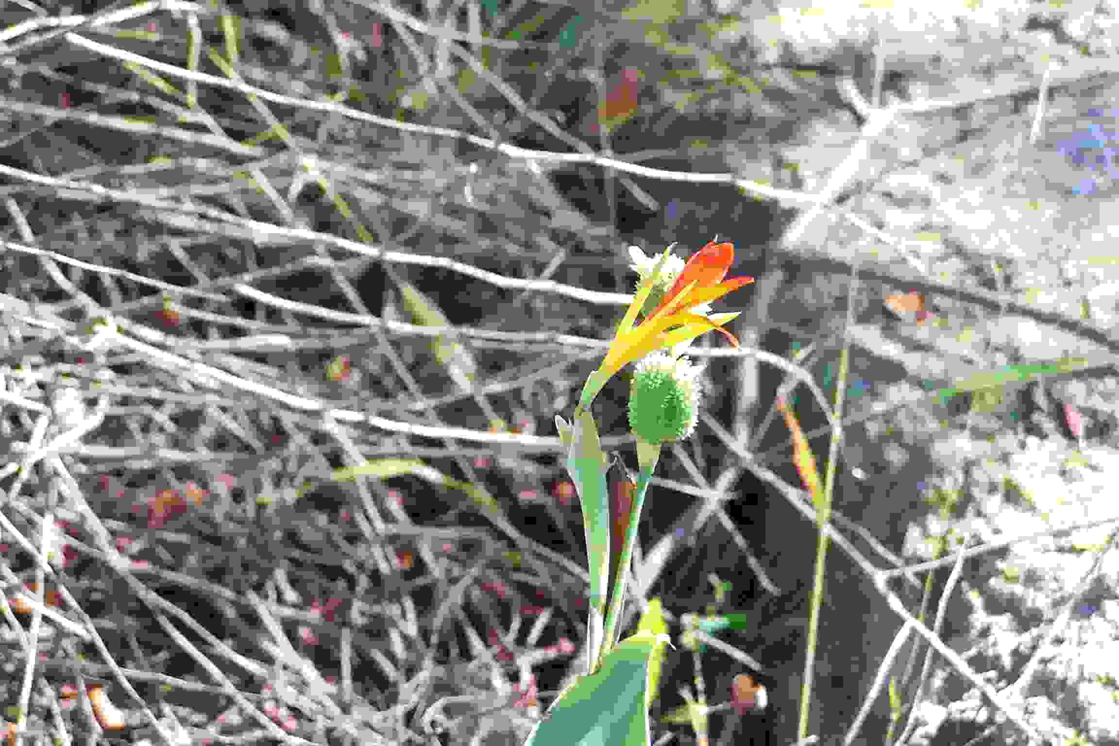 Canna limbata