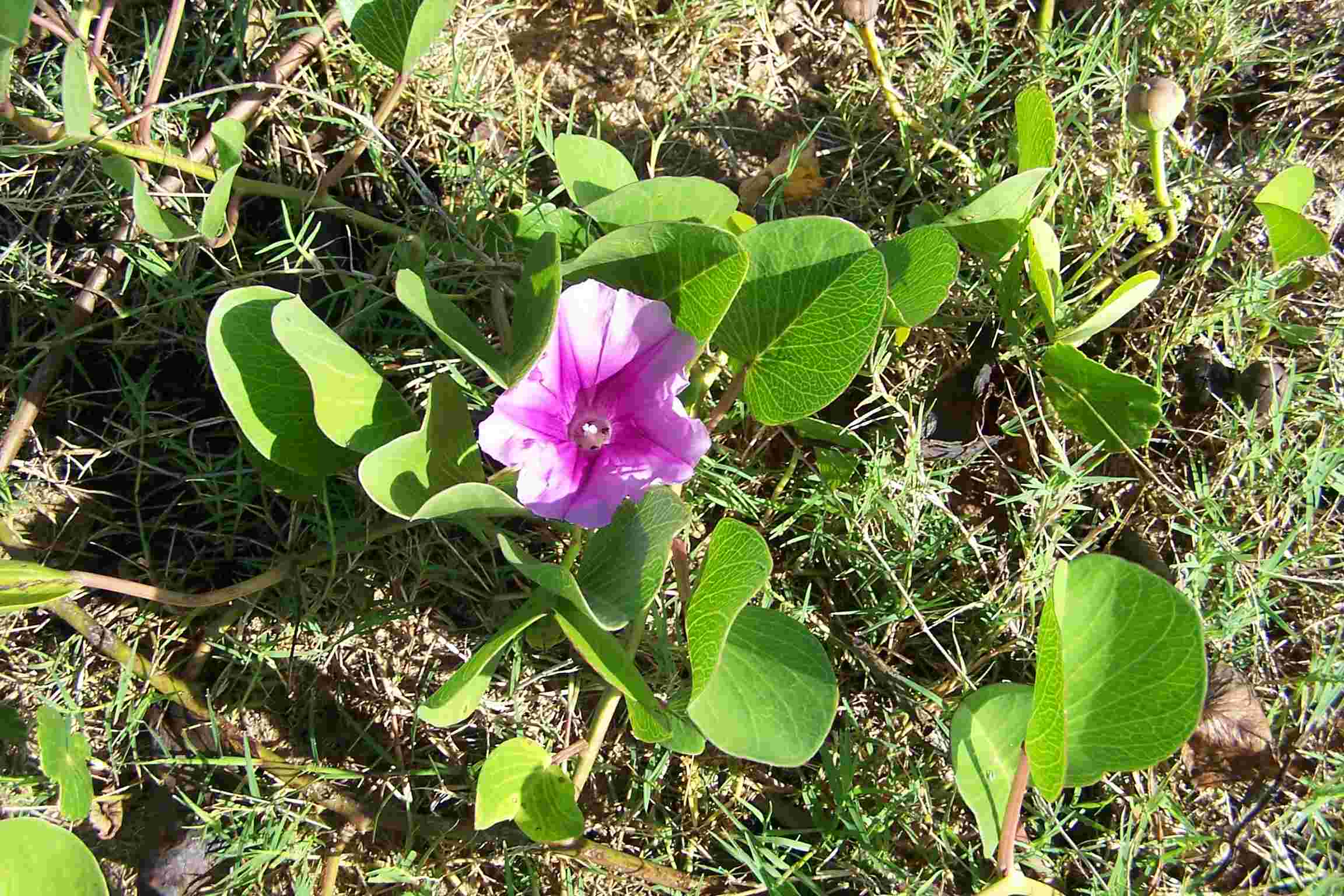 Ipomea pes-caprae