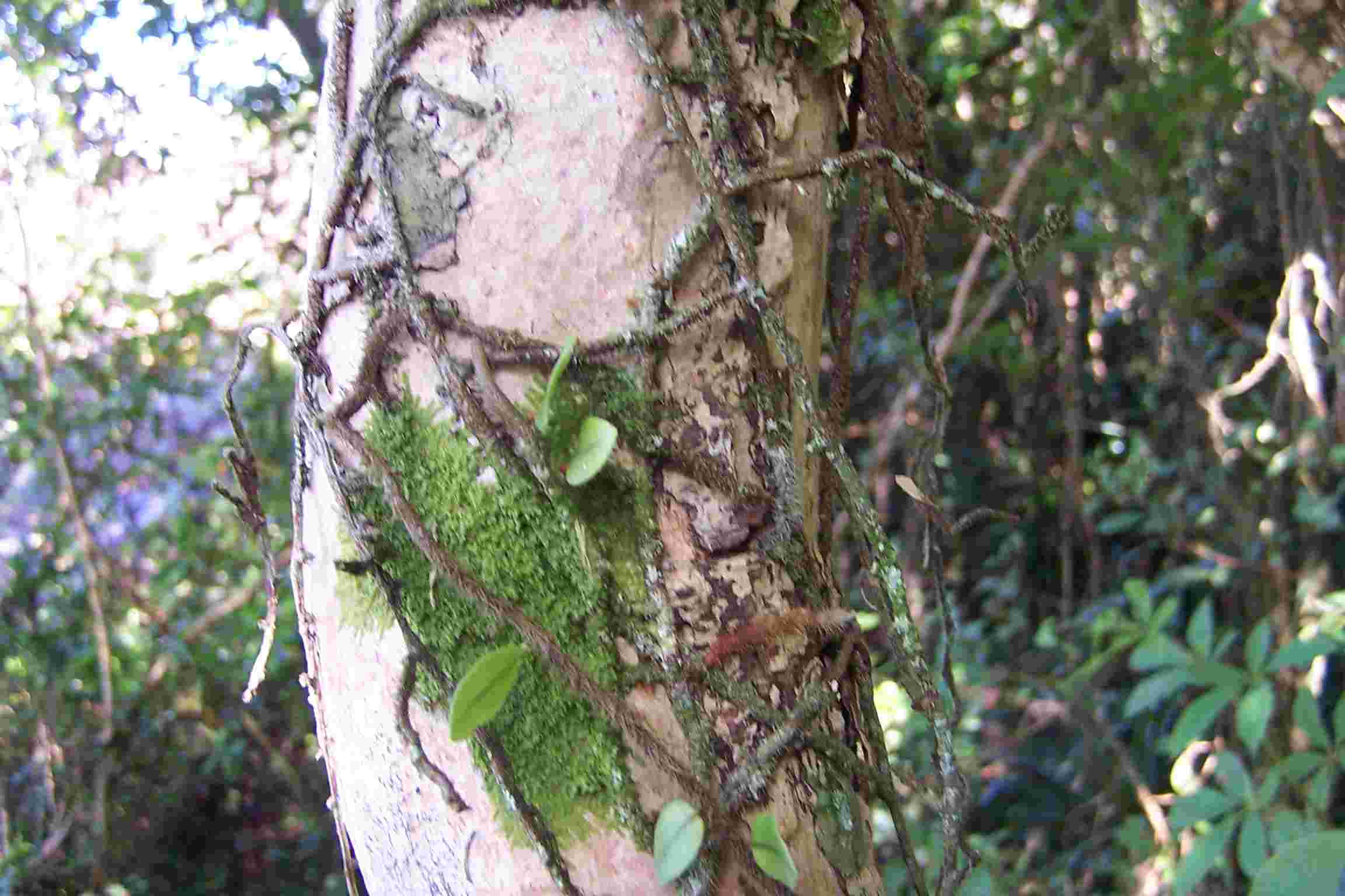 Polypodium vaccinifolium