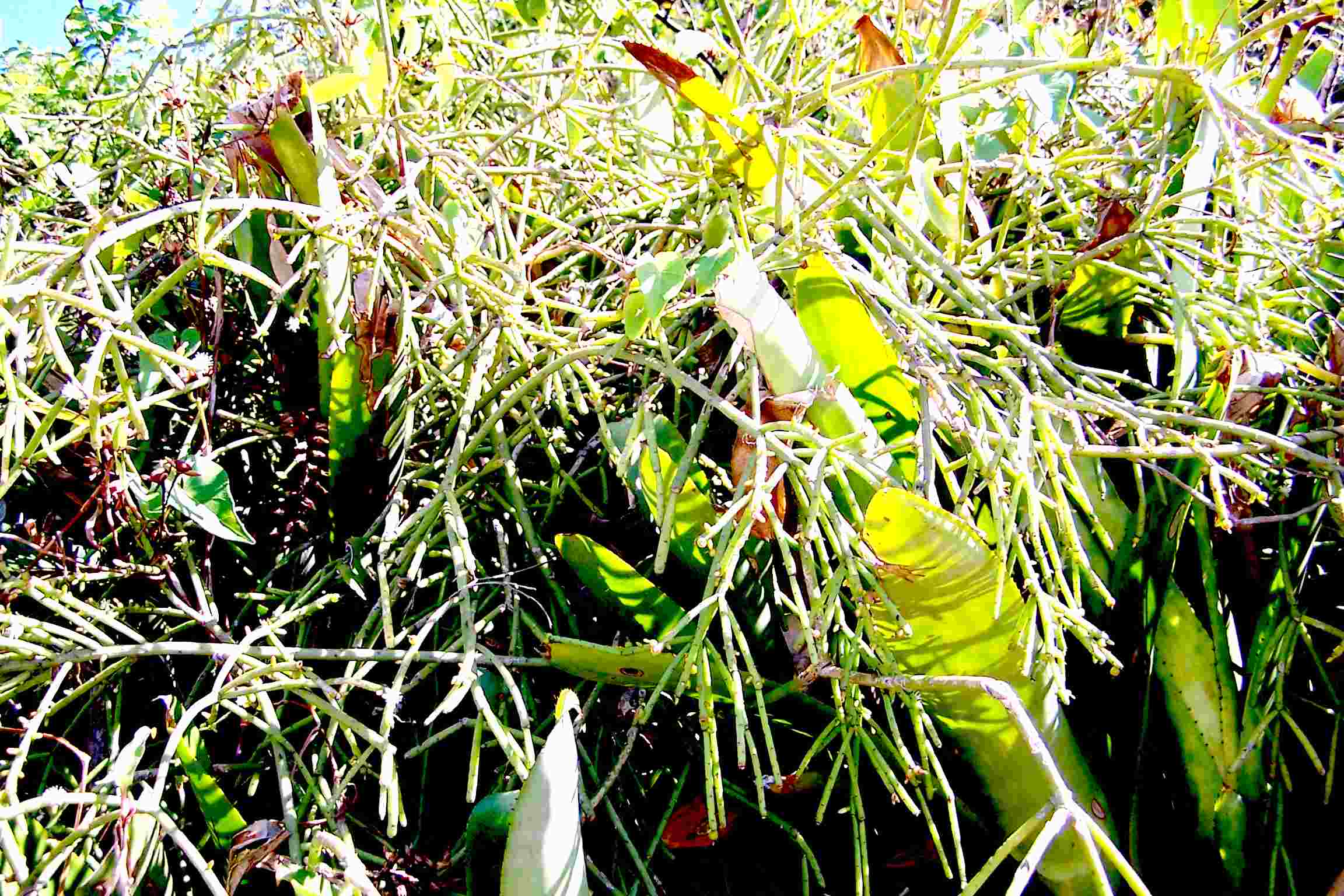 Rhipsalis baccifera