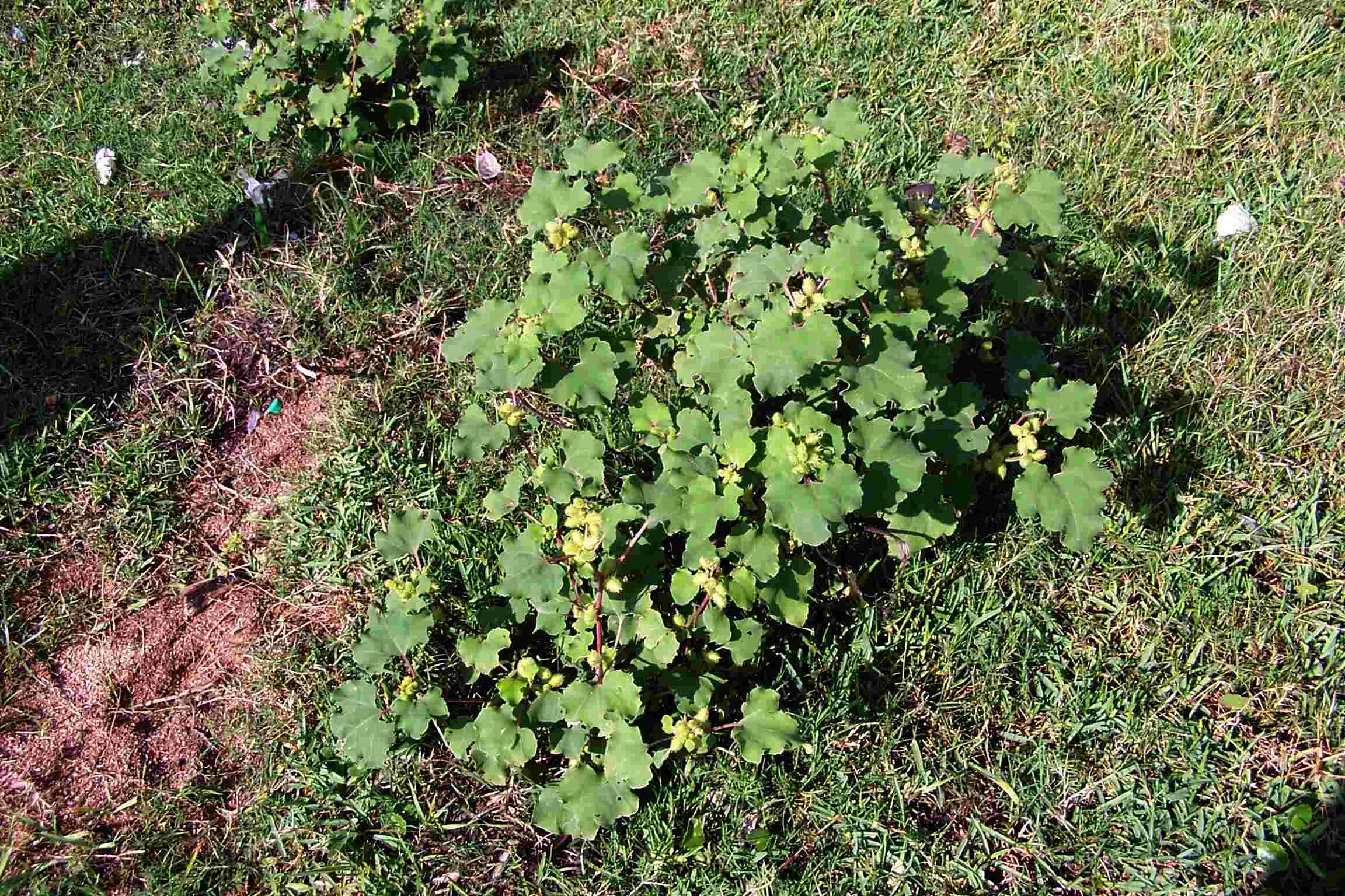Xanthium strumarium
