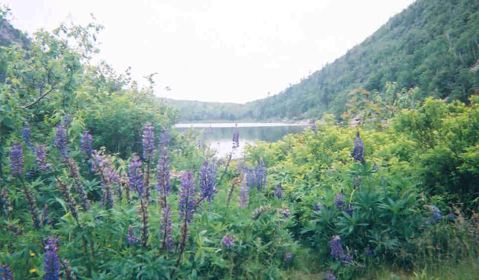 Another lake, between two hills. Those are lupins in the foreground. I'm incredibly proud of this picture. It's the best one I've ever taken.