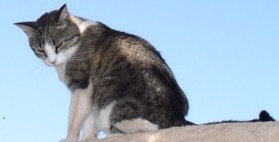 Bubbas-- a fiesty female