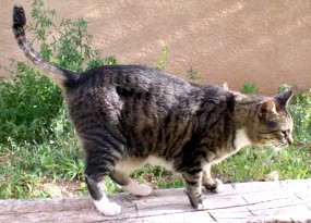 The Mama Cat