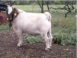W3 Woodrow Boer Goat Farm!