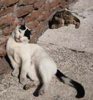 Alley Cats