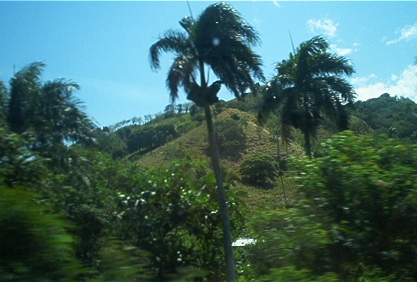 Bosque del Cibao