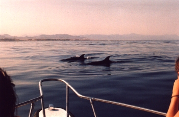delfini del Mar Rosso...DOLPHINS IN RED SEA