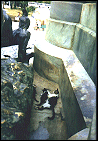 (2) Cat family living in Caboclo Monument, Campo Grande plaza