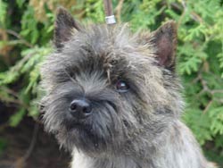 Cairnterrier- H&uuml;ndin
