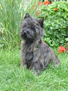 Cairnterrier- H&uuml;ndin