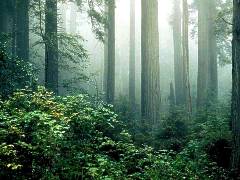 Rich forest