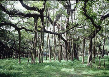 Banyan
