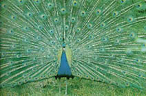 Peacock