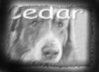 Catch up with Cedar