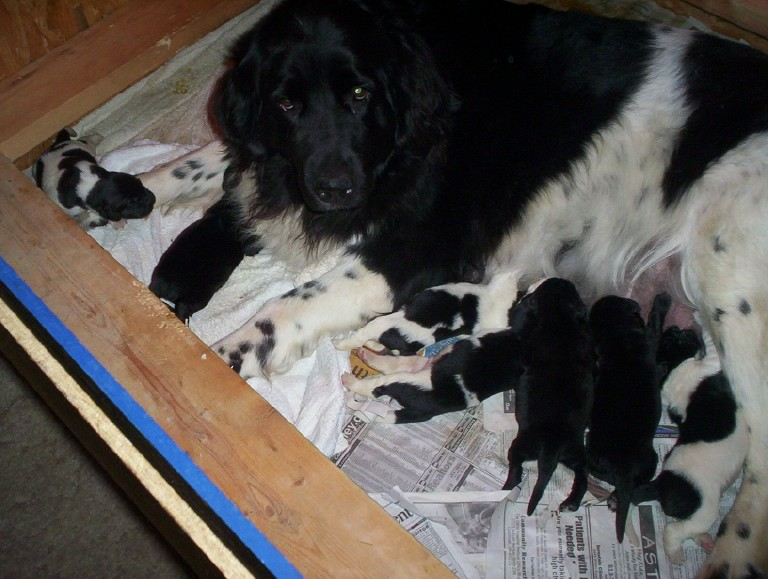 Piper and her litter, born Jan 13 2004