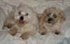 buster_and_scruffy.jpg (107849 bytes)