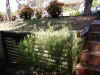 charging_garden_lights.jpg (481605 bytes)
