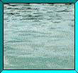 dolphin_in_frame.gif (55594 bytes)
