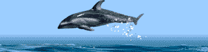 flyingdolphins.gif (3617 bytes)