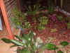 garden_bed2.jpg (341888 bytes)