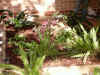 garden_bed.jpg (374980 bytes)