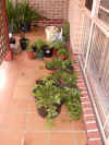 pens_plants_from_home1.jpg (280372 bytes)