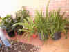 plants1.jpg (296851 bytes)