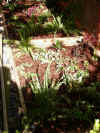 plants_in2.jpg (164668 bytes)