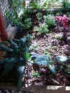 plants_in.jpg (471571 bytes)