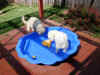 pool10.jpg (369079 bytes)