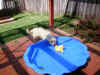 pool12.jpg (363490 bytes)