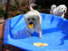 pool1.jpg (257416 bytes)