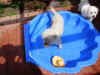 pool2.jpg (273656 bytes)