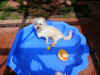 pool4.jpg (290448 bytes)