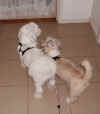 scruffy_taking_buster_walkies.jpg (207605 bytes)