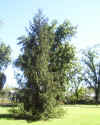 tree.jpg (314225 bytes)