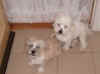 waiting_for_their_dad1.jpg (148547 bytes)
