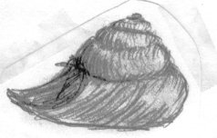 Don't be shellfish!