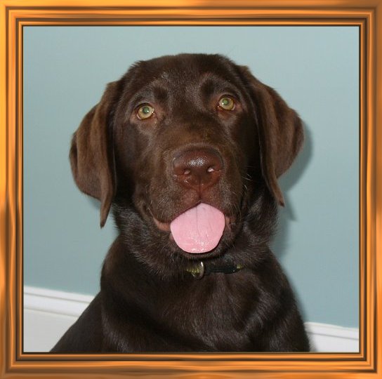 THIS IS "BAILEY" ...&nbsp; CLICK TO ENLARGE!