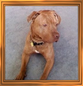 THIS IS "DUKE" ...&nbsp; CLICK TO ENLARGE!