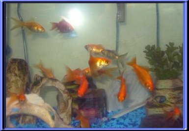 THESE ARE OUR&nbsp; "FISHY FRIENDS" ...&nbsp; CLICK TO ENLARGE!