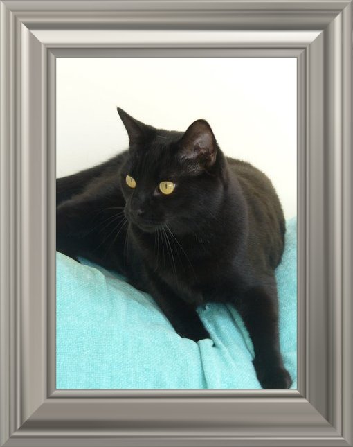 THIS IS "JINX" ...&nbsp; CLICK TO ENLARGE!