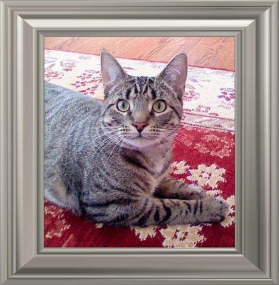 THIS IS "MAX" ...&nbsp; CLICK TO ENLARGE!