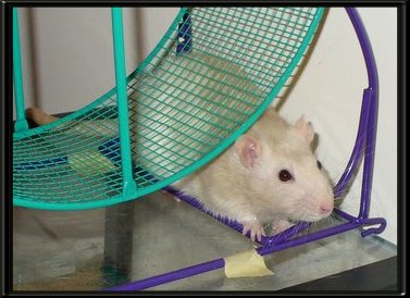 ANOTHER "FURRY FRIEND" ...&nbsp; CLICK TO ENLARGE!