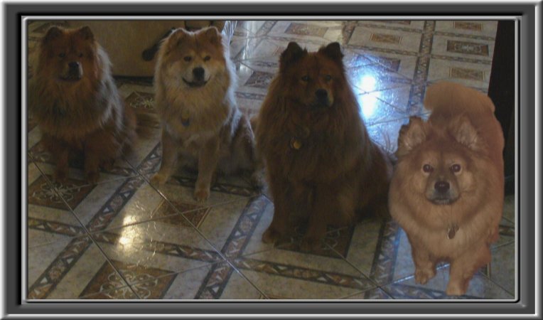 THIS IS "DAKOTA,COOKIE,AMBROSIA,and CHYNA" ...&nbsp; CLICK TO ENLARGE!