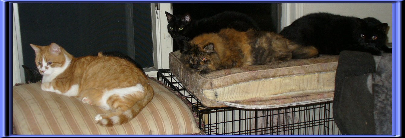 THESE ARA THE "K-Cats" ...&nbsp; CLICK TO ENLARGE!