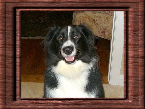 THIS IS "CHIP" ...&nbsp; CLICK TO ENLARGE!