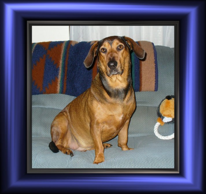 THIS IS "CINNAMON" ...&nbsp; CLICK TO ENLARGE!