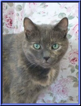 THIS IS "KITTY KAT" ...&nbsp; CLICK TO ENLARGE!